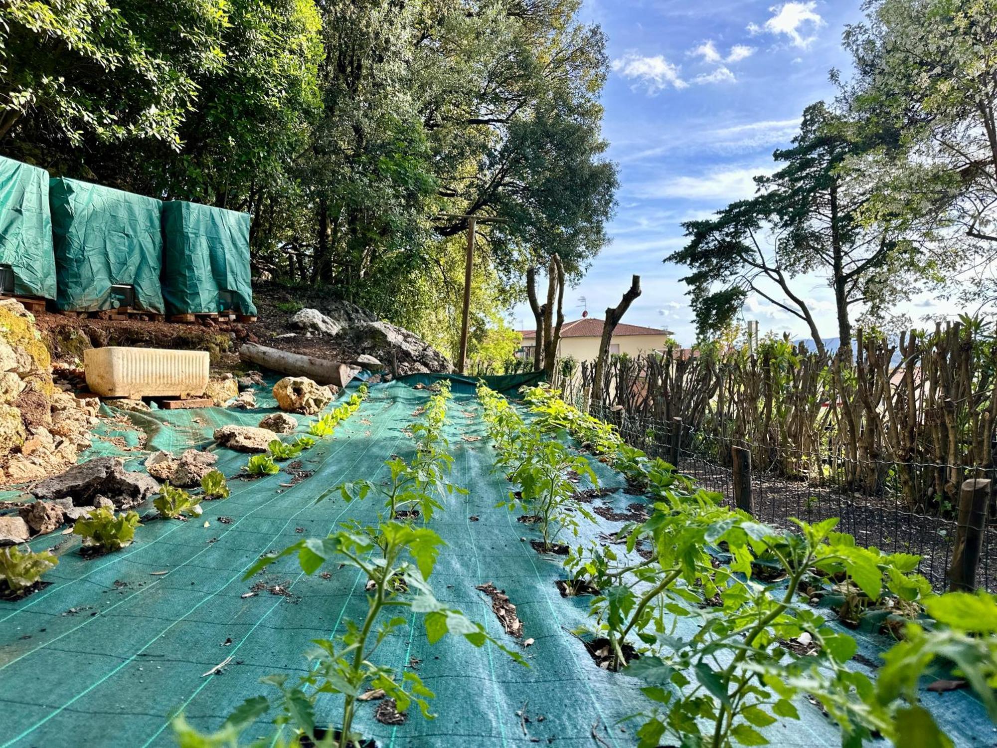Villa Degli Ulivi 马萨马里蒂马 外观 照片